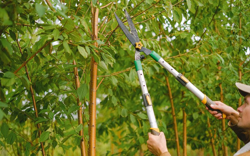 Tree trimming in Arkansaw, WI